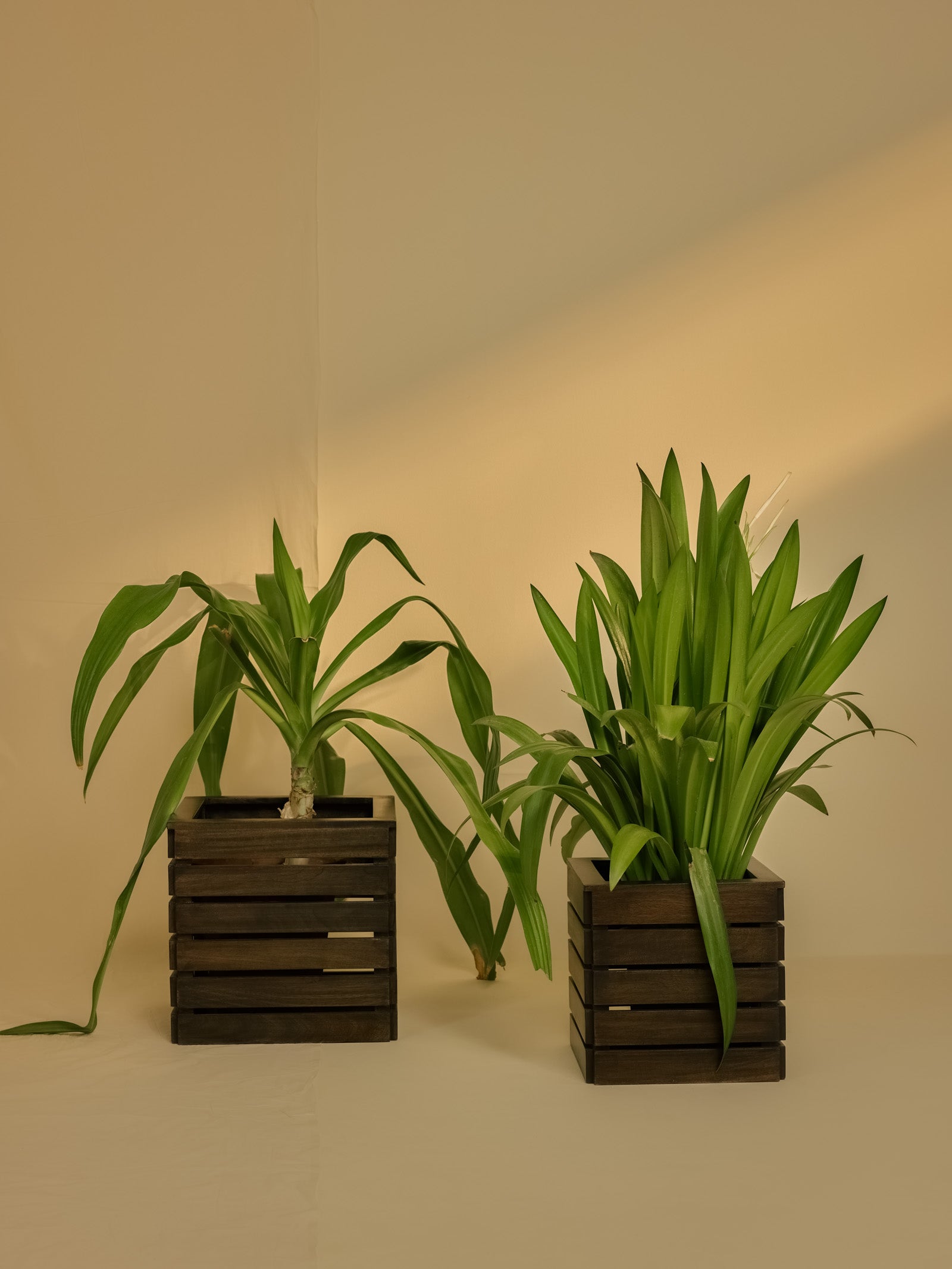 Planter Big