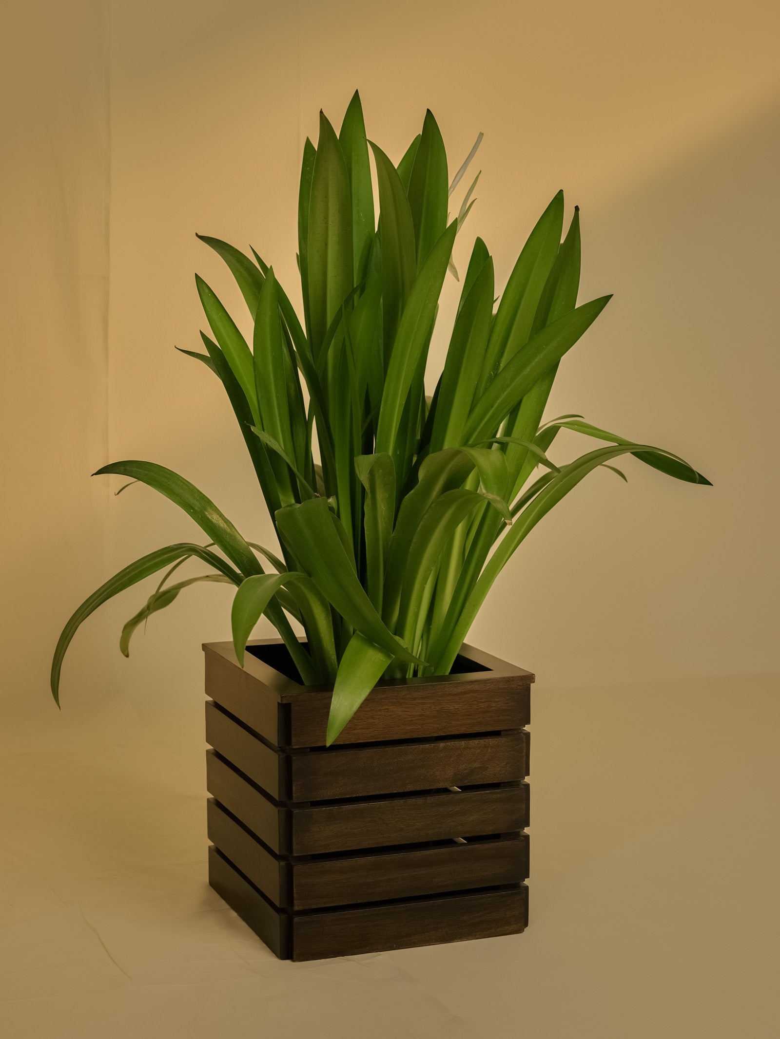 Planter Big