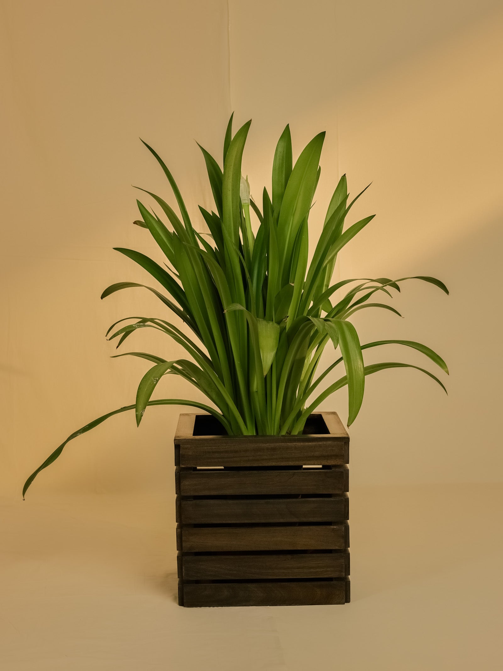 Planter Big