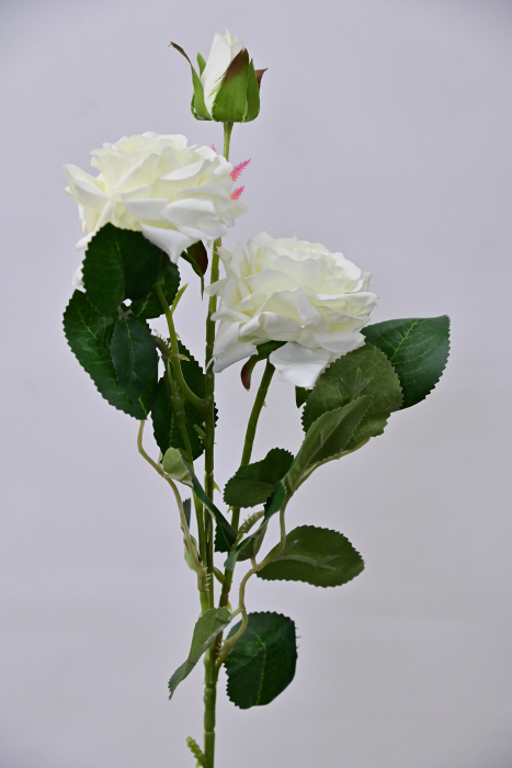 Wild Rose White